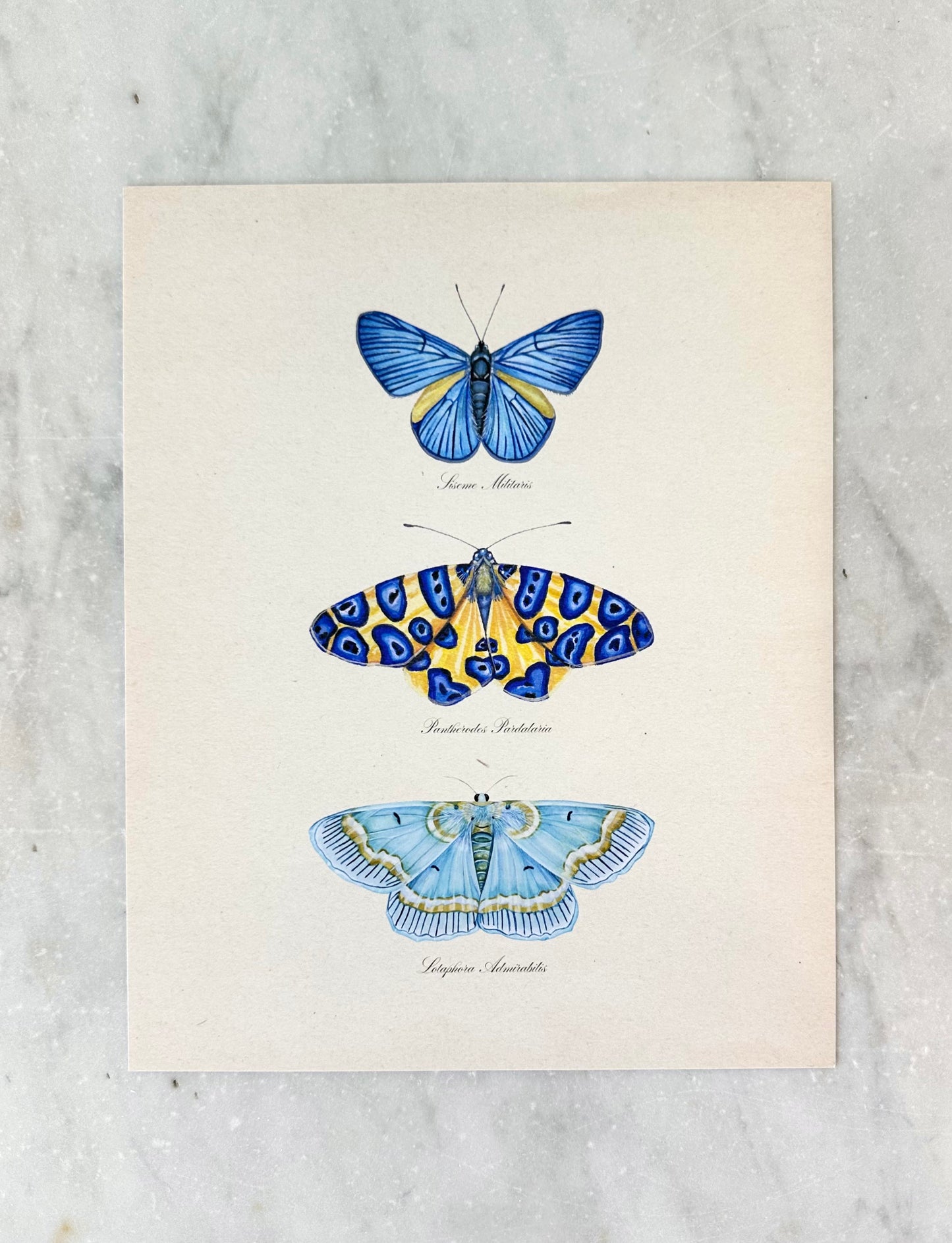 Butterfly Trio #3