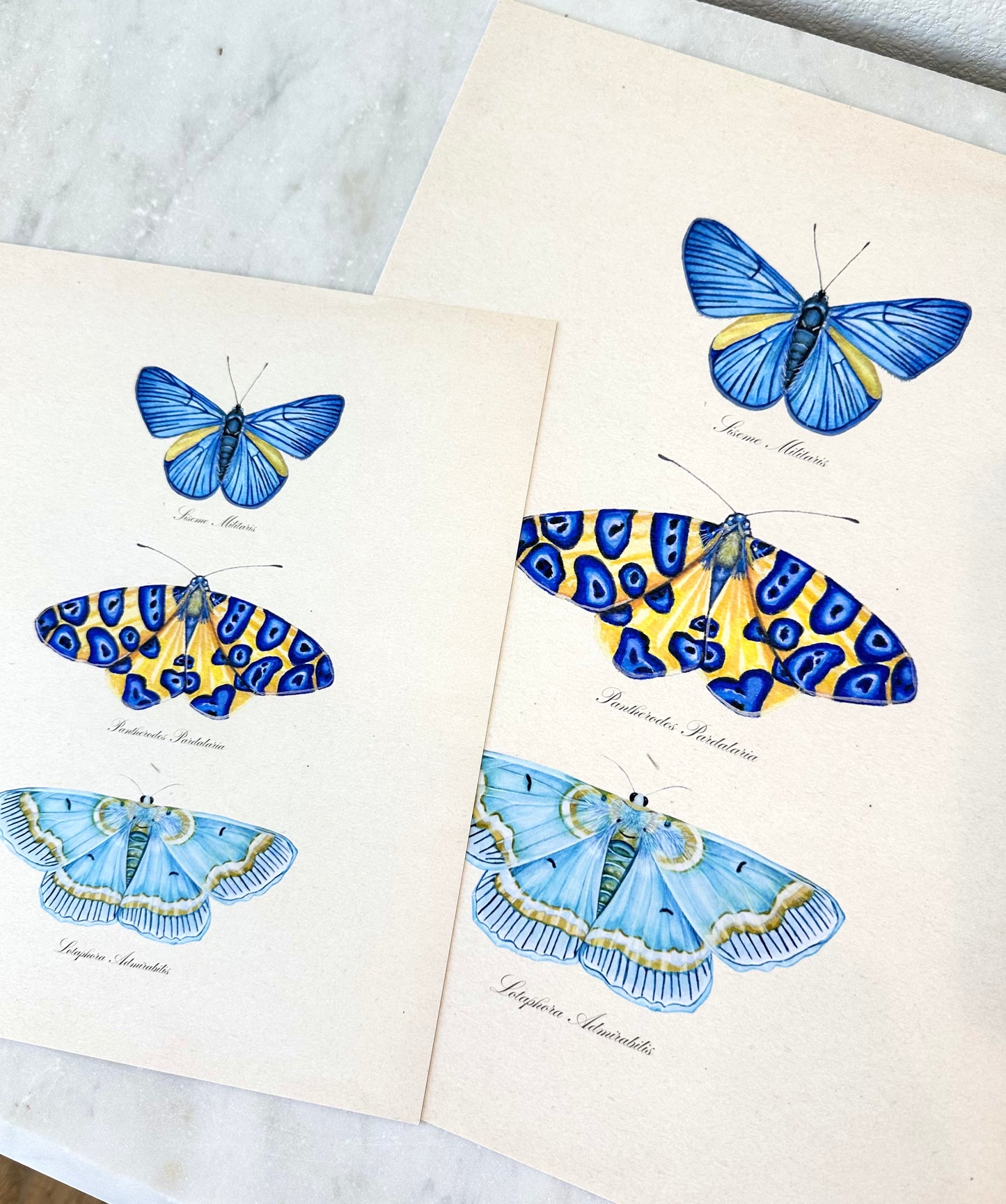Butterfly Trio #3