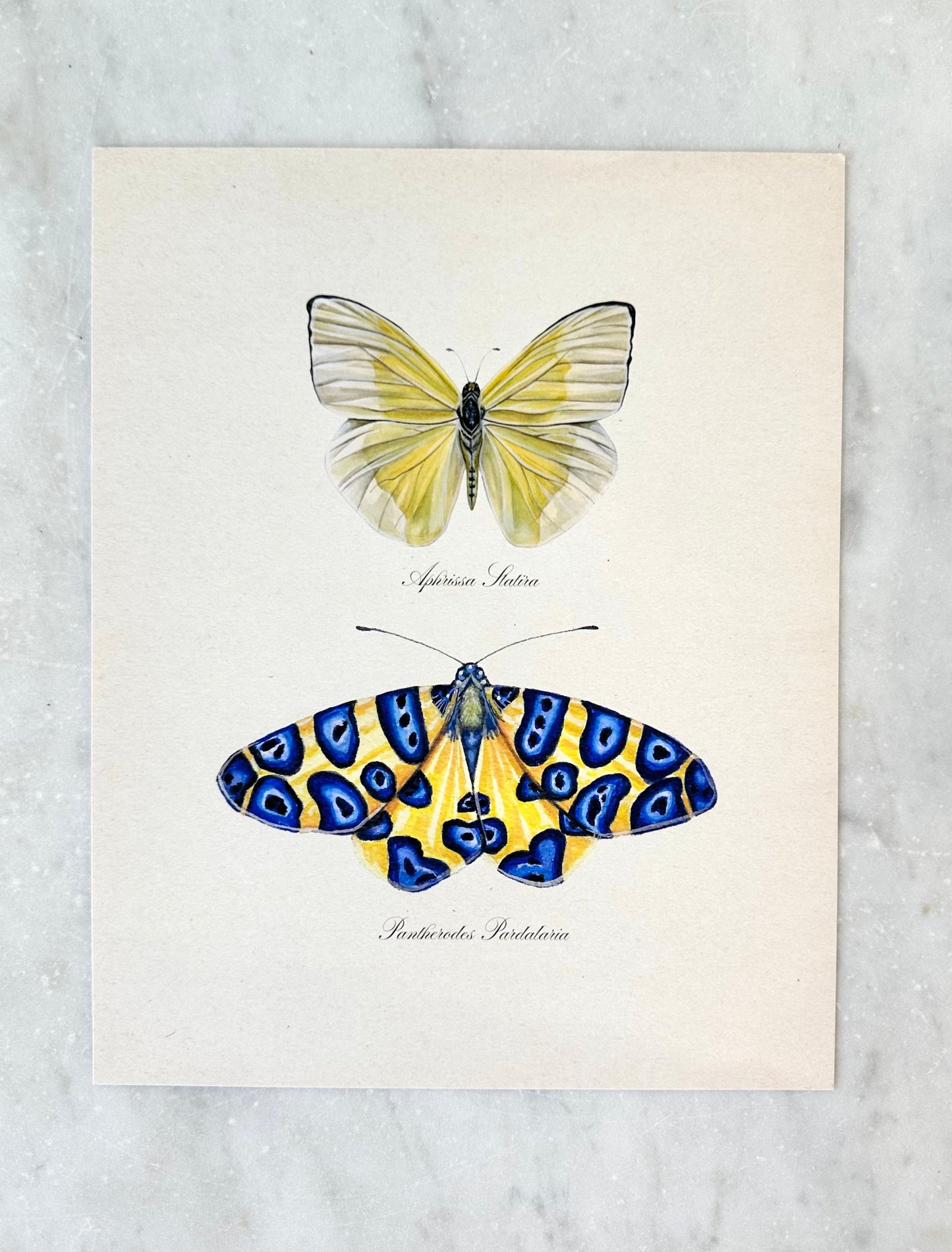 Yellow Butterfly + Blue Spotted Moth Print