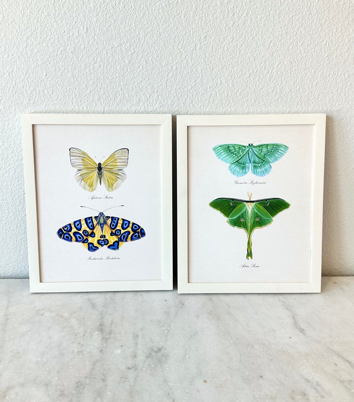 Yellow Butterfly + Blue Spotted Moth Print