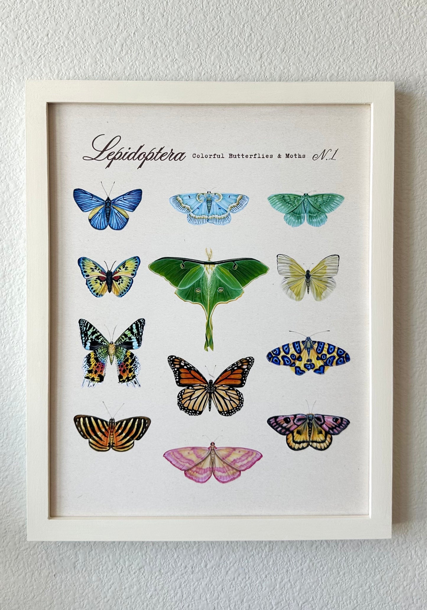 Butterfly + Moth Taxonomy Print