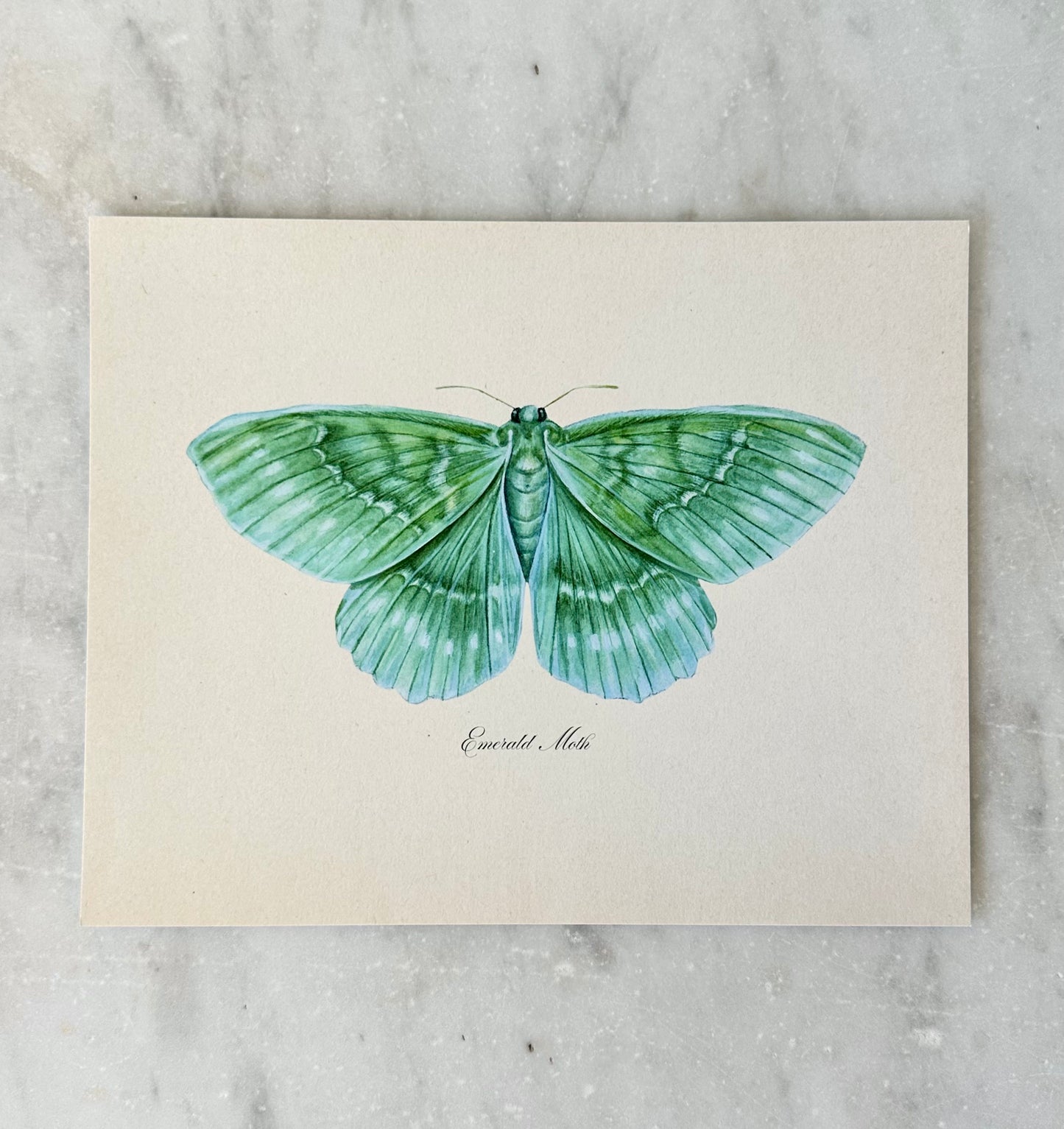 Emerald Moth Print