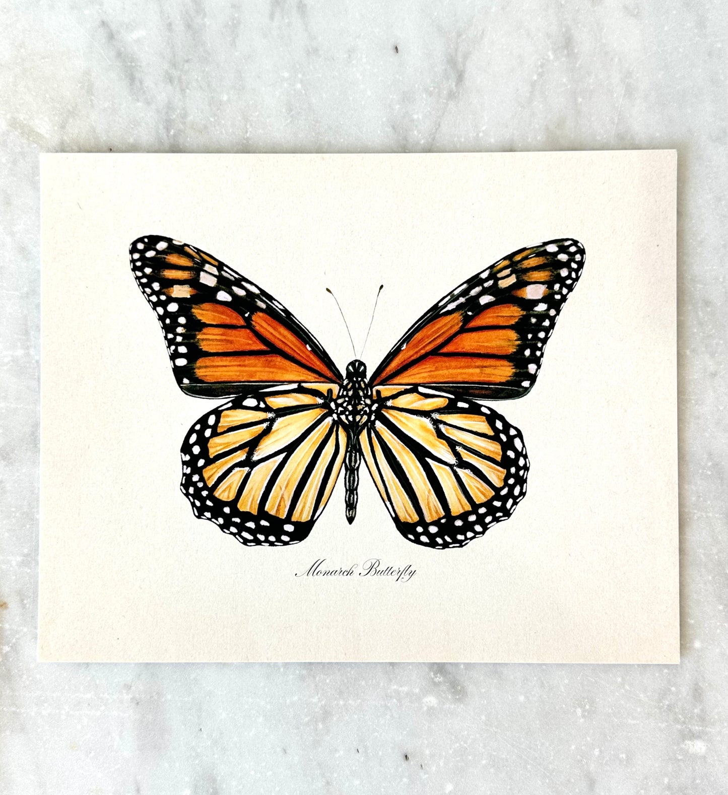Monarch Butterfly Print