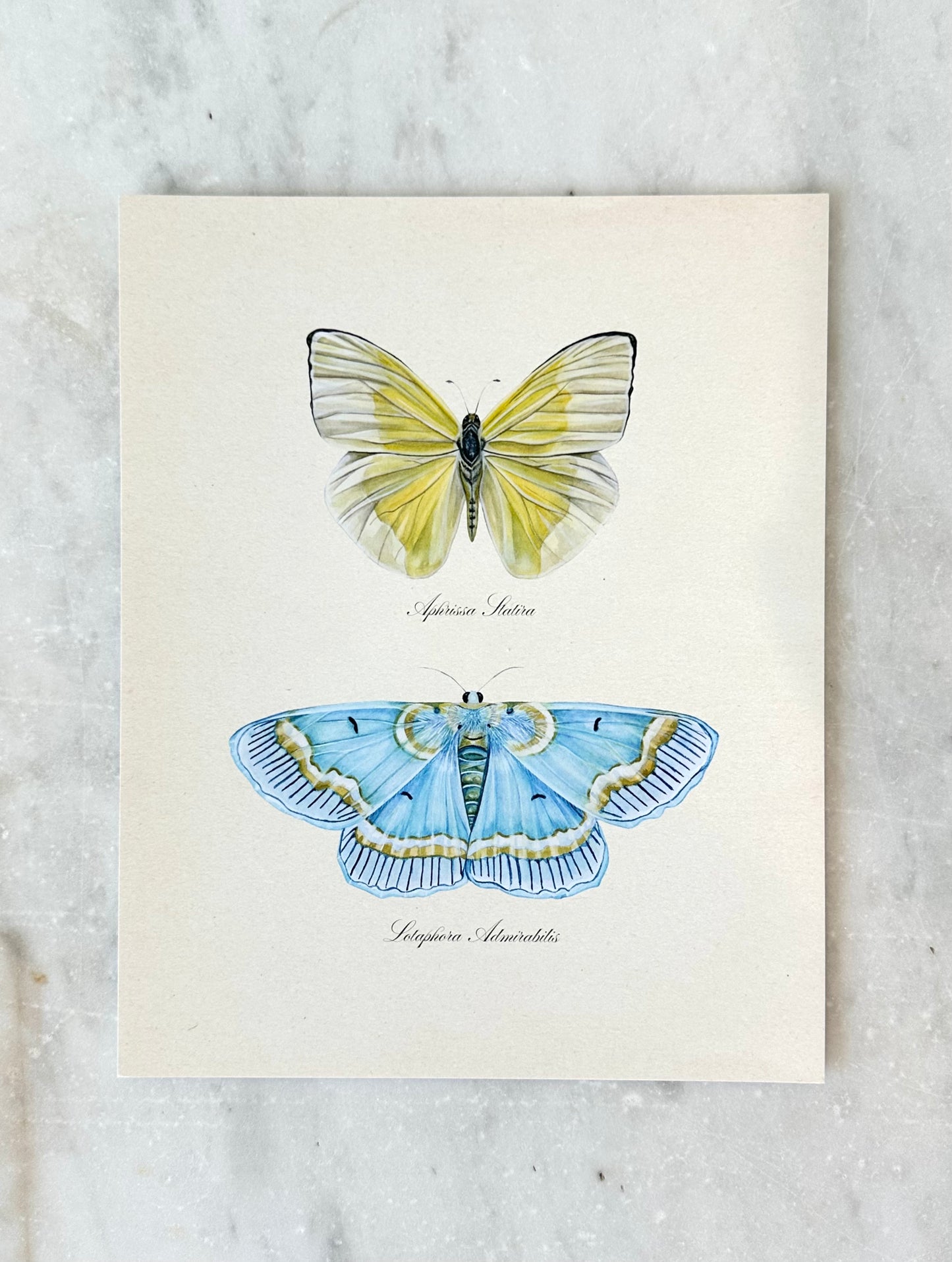 Yellow Butterfly + Blue Moth Print