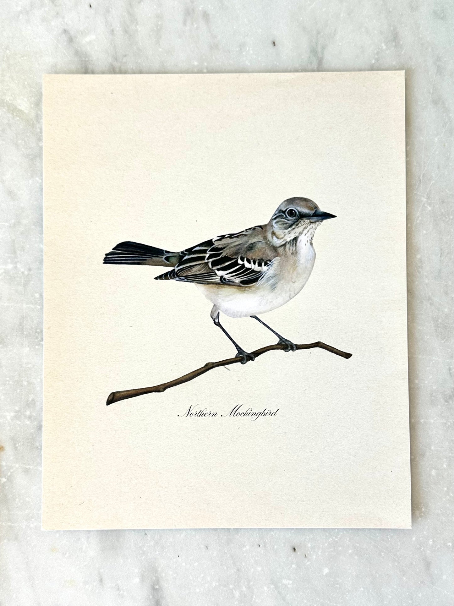 Mockingbird Print - Texas State Bird