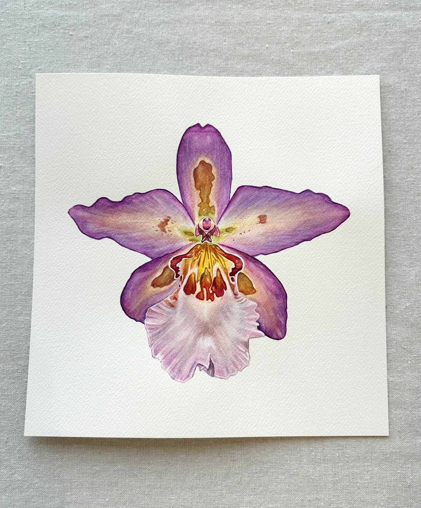 Original Hawaiian Nights Orchid