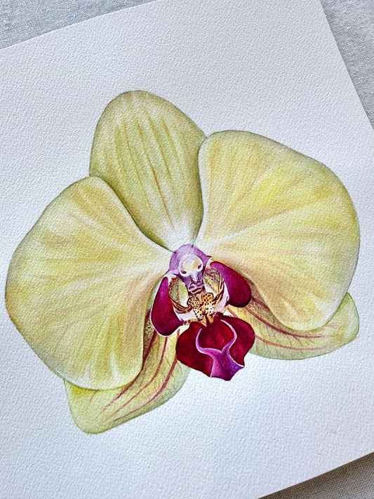 Original Fuller's Gold Princess Orchid