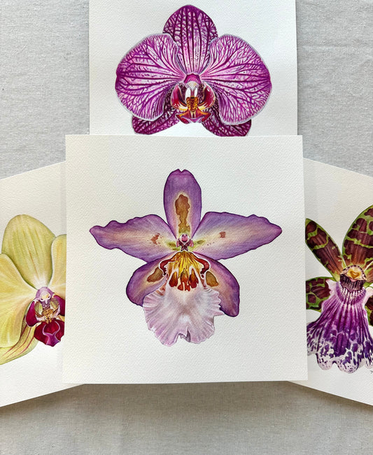 Original Hawaiian Nights Orchid