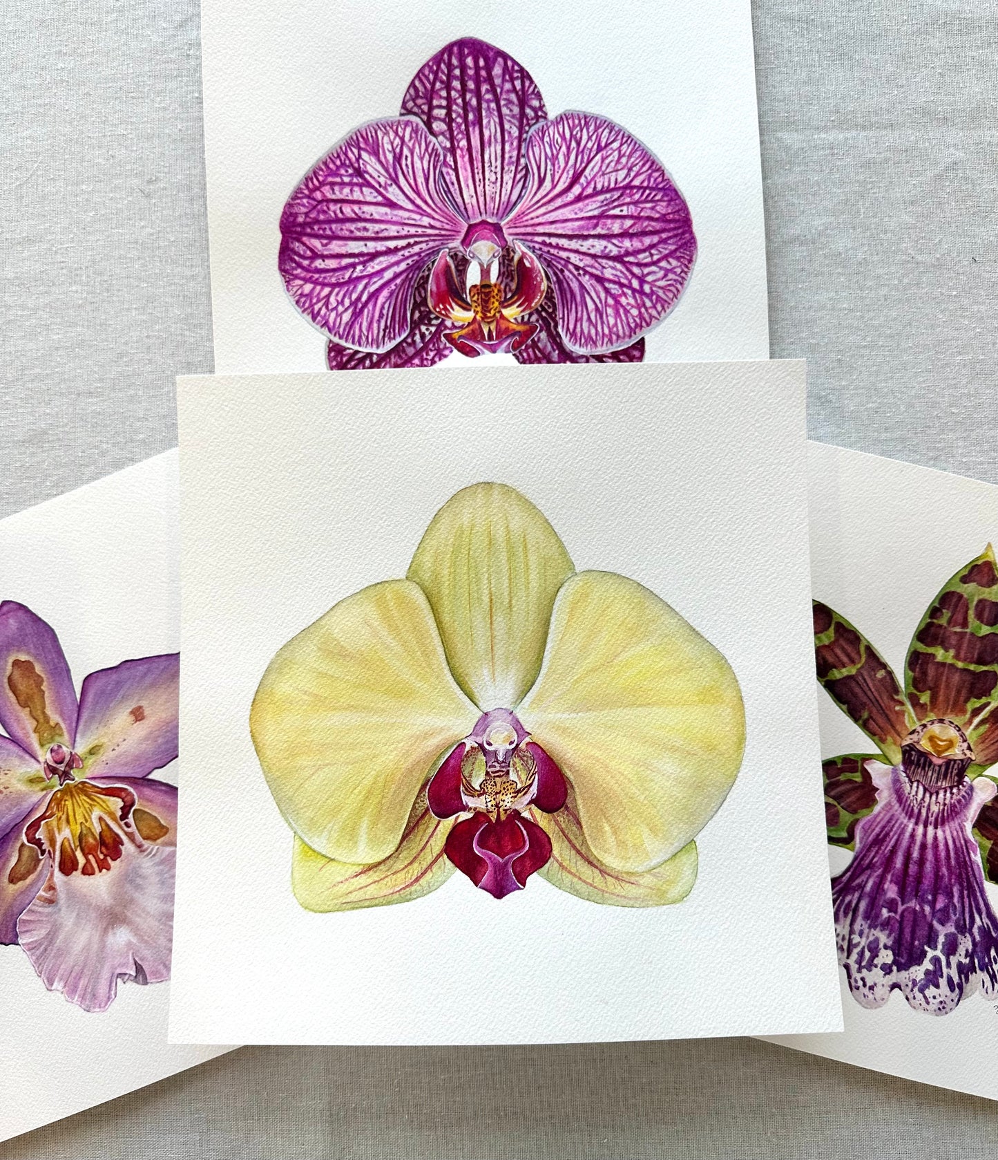 Original Fuller's Gold Princess Orchid