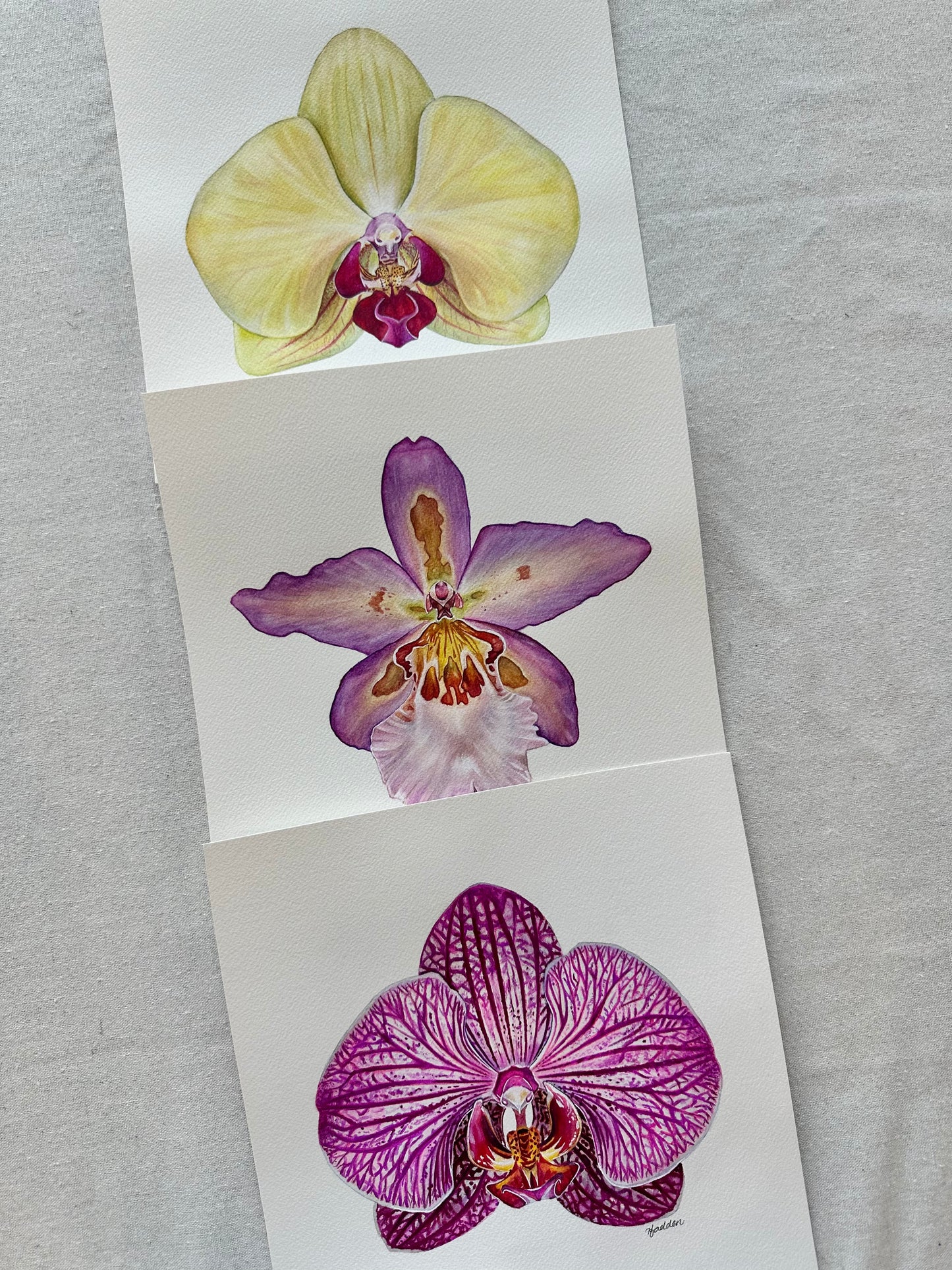 Original Hawaiian Nights Orchid