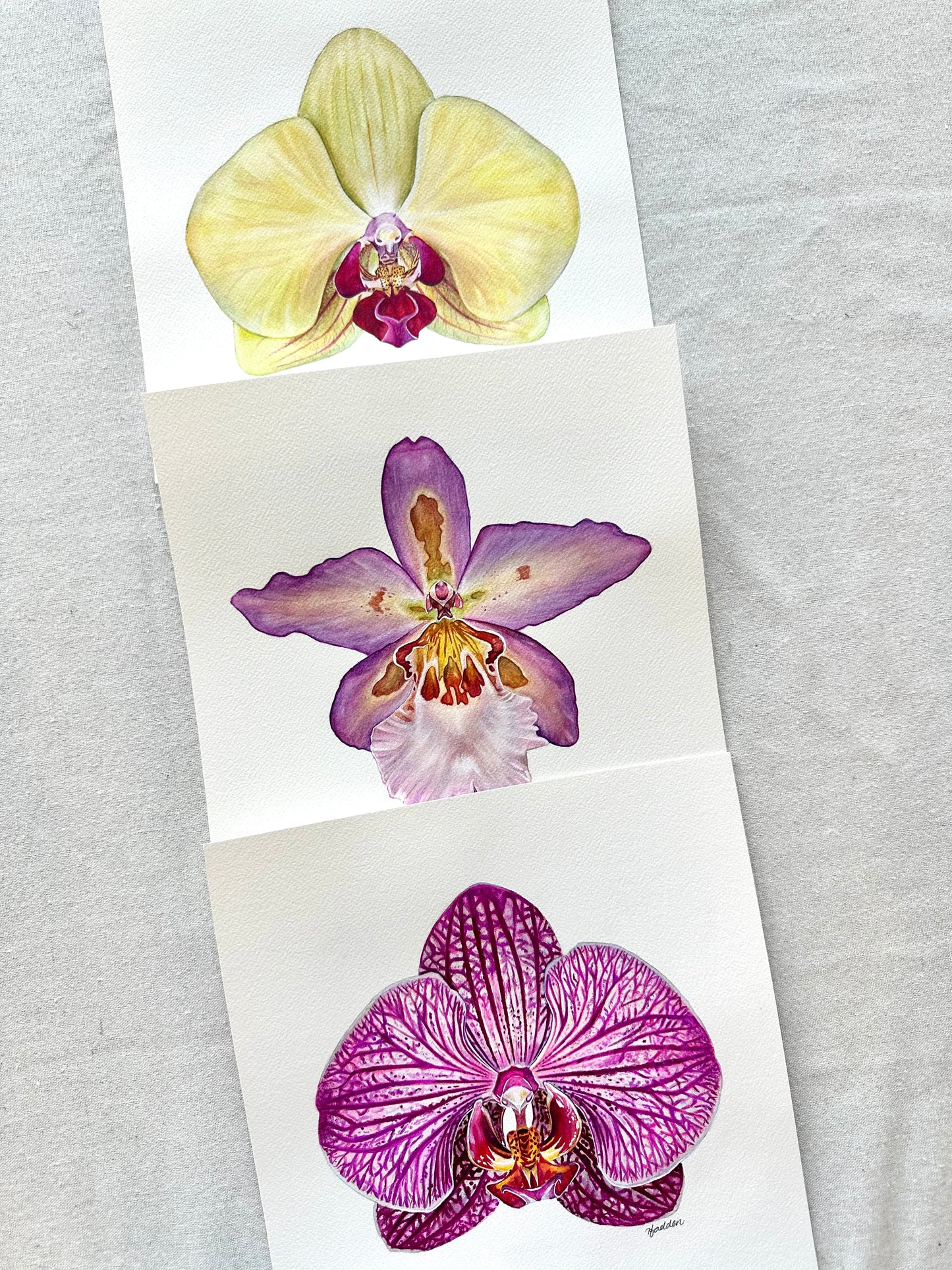 Original Fuller's Gold Princess Orchid