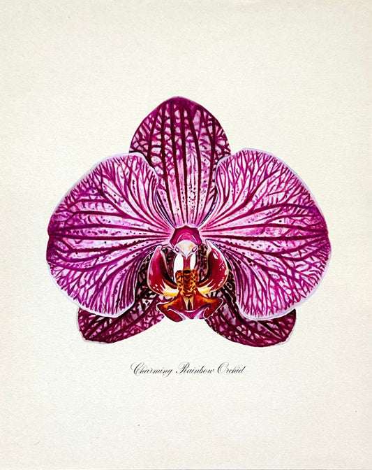 Charming Rainbow Orchid Print
