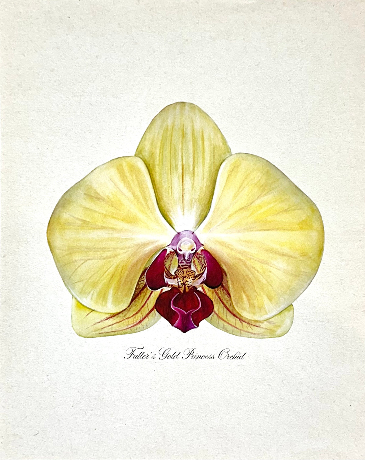 Fuller's Gold Princess Orchid Print