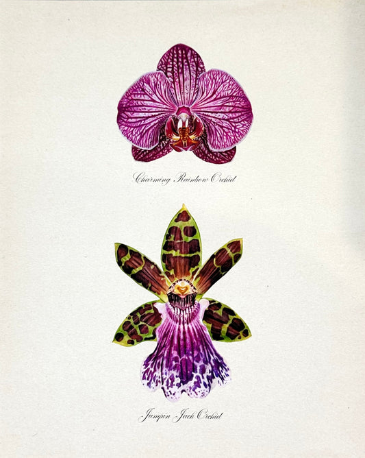 Purple Pair Orchids Print