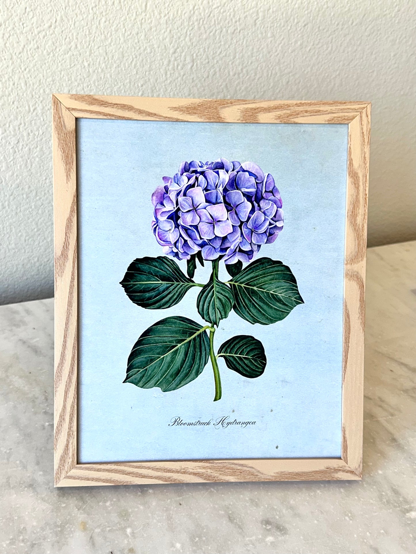 Hydrangea on Blue Print