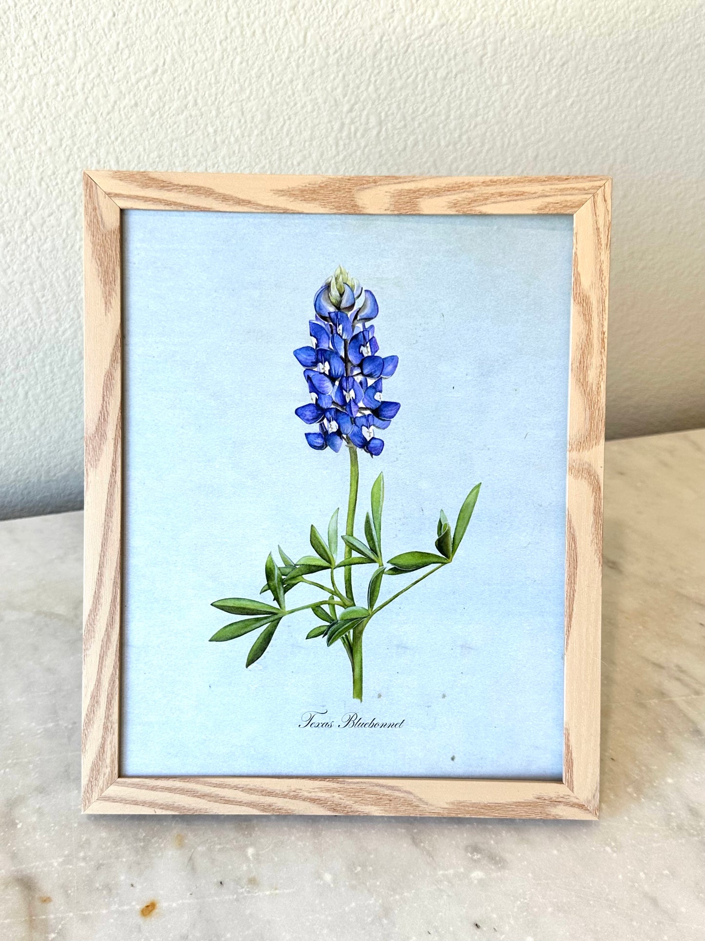Texas Bluebonnet on Blue Print
