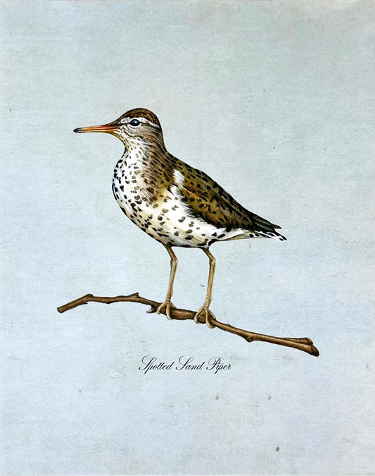 Spotted Sandpiper on Blue Print