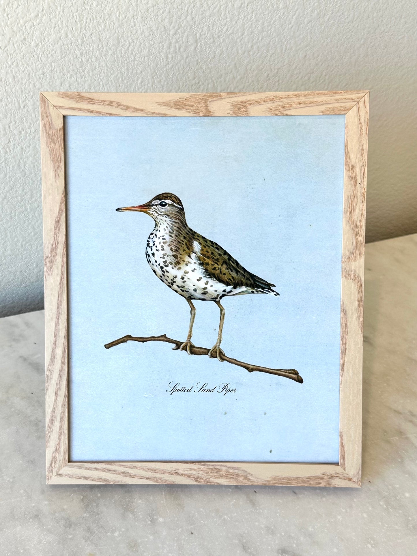 Spotted Sandpiper on Blue Print