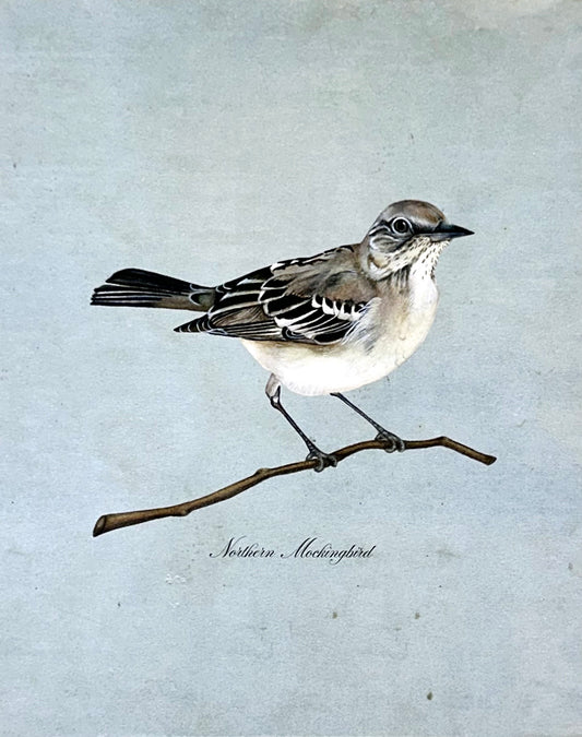 Northern Mockingbird on Blue Print