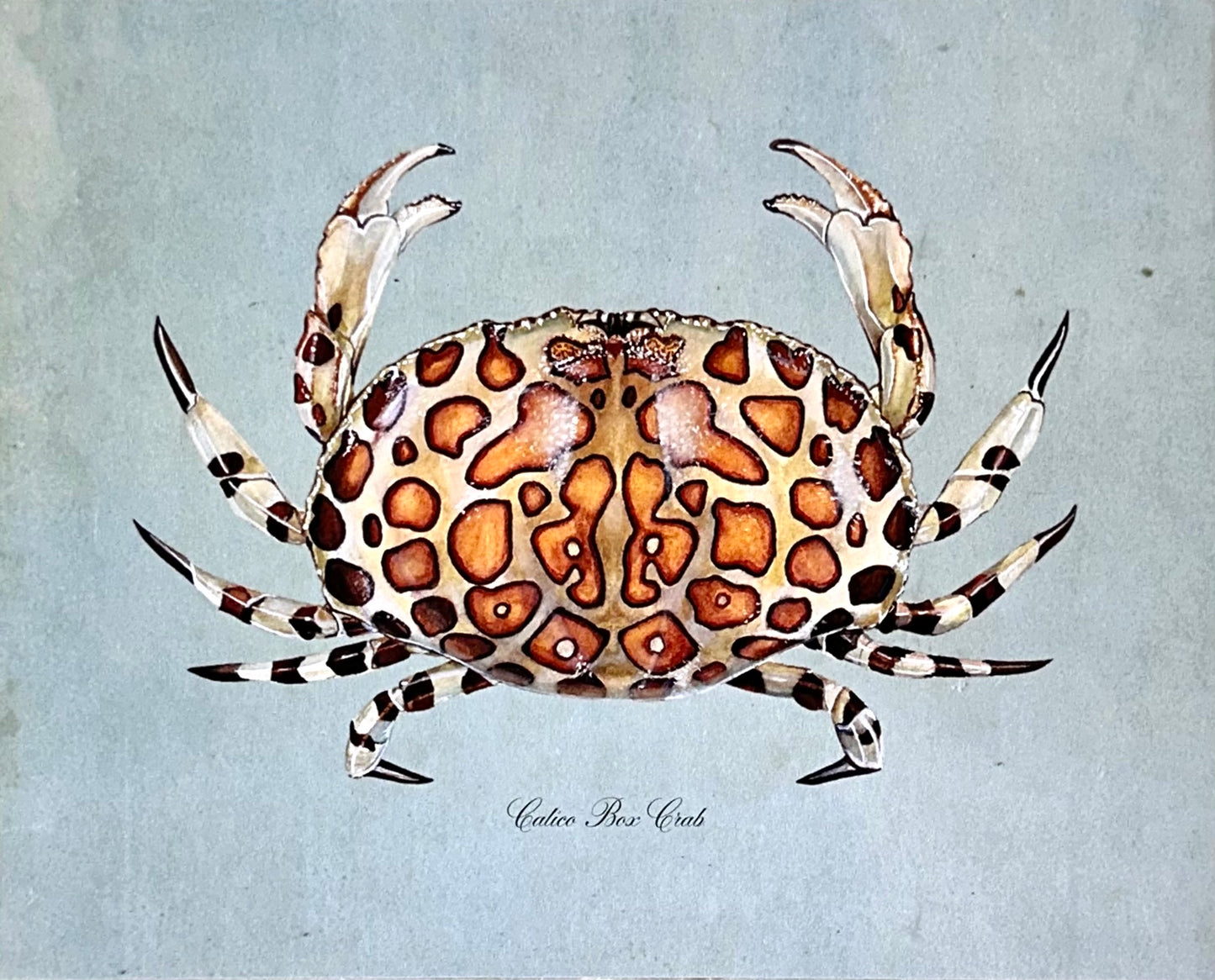 Calico Crab on Blue Print