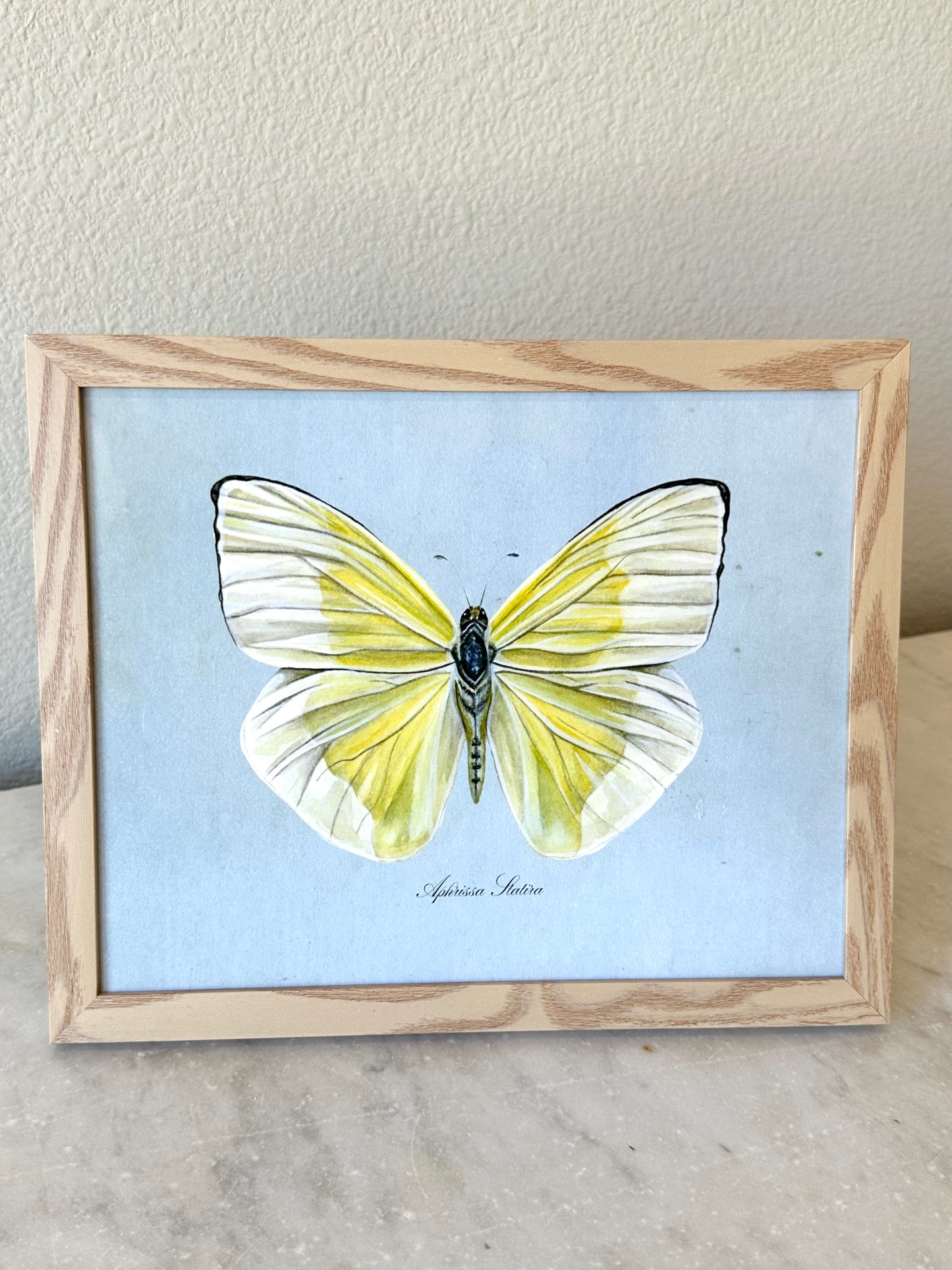 Yellow Butterfly on Blue Print
