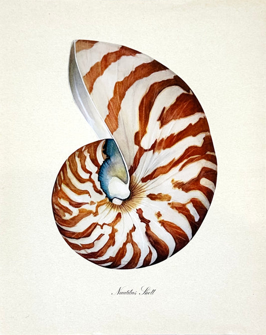 Nautilus Shell Print