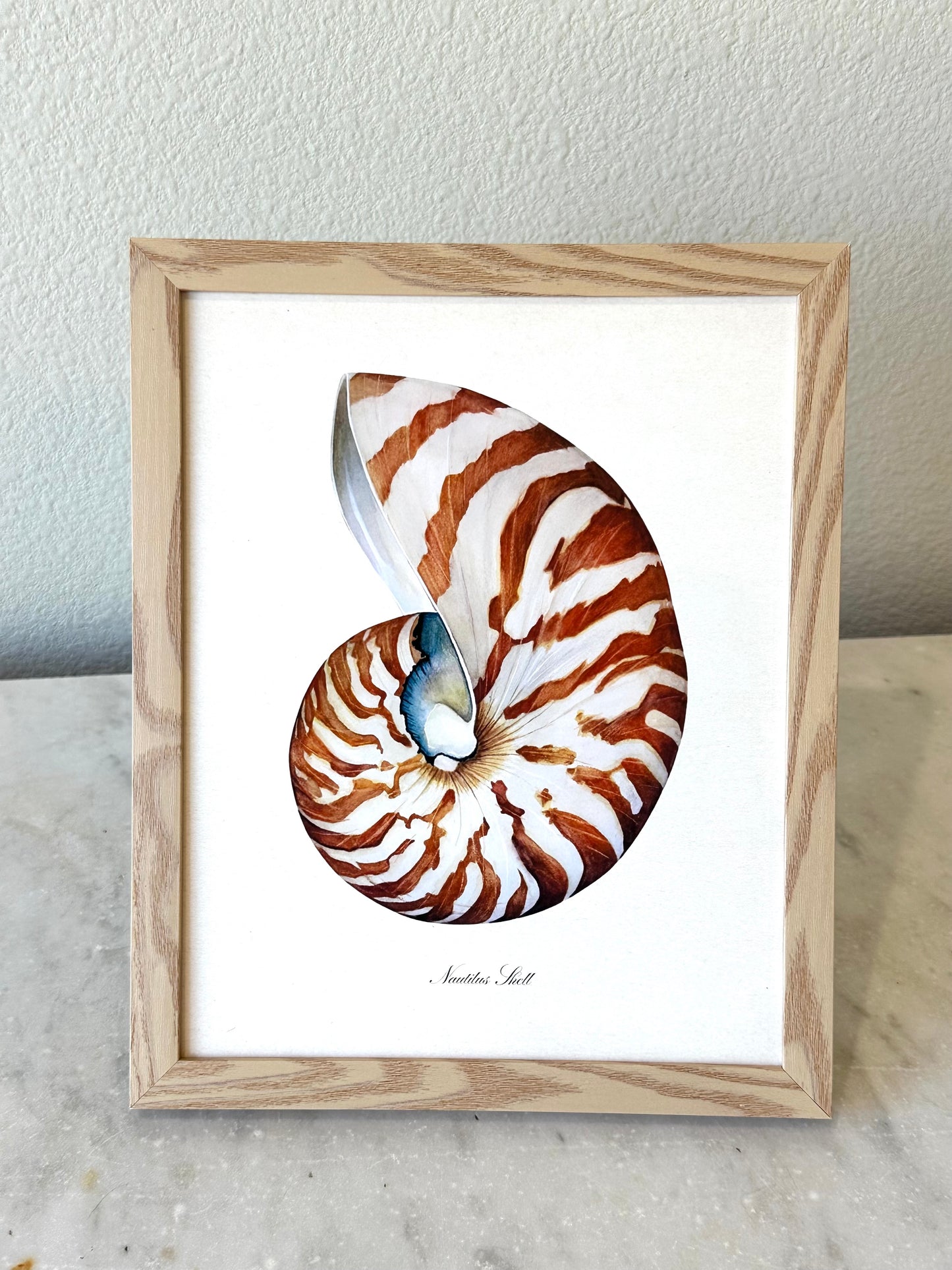 Nautilus Shell Print