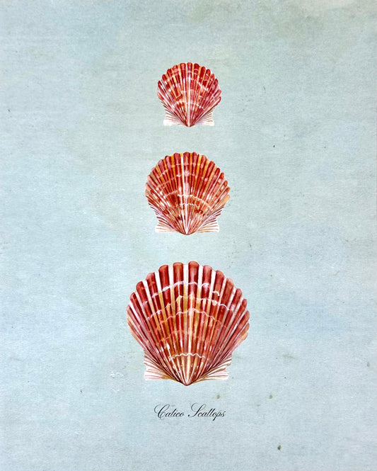 Calico Scallops on Blue Print