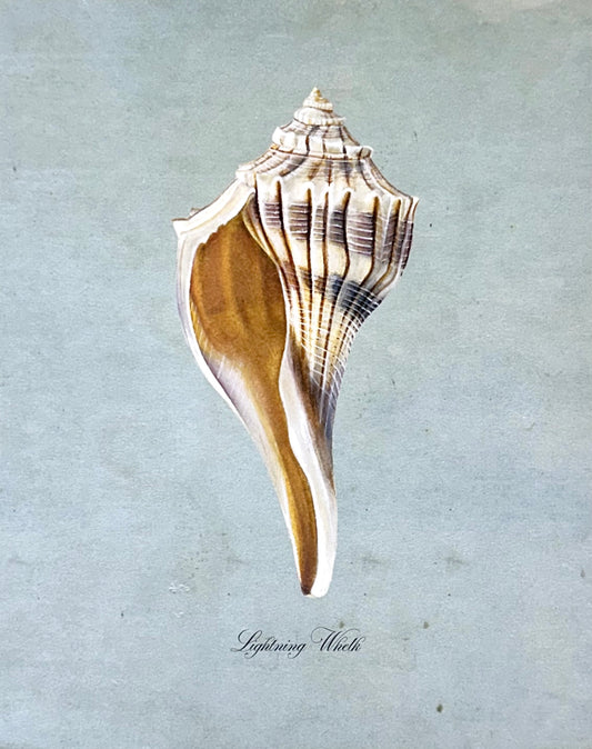 Lightning Whelk on Blue Print
