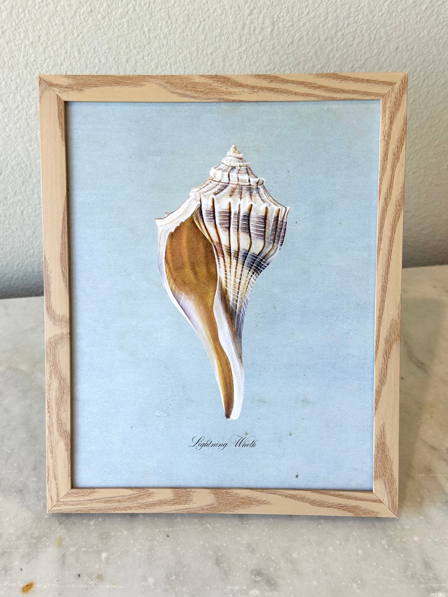 Lightning Whelk on Blue Print