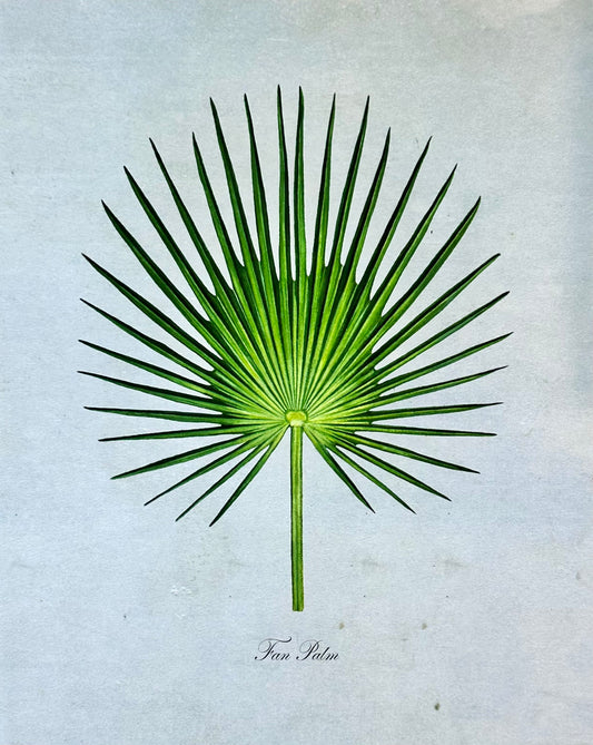 Fan Palm on Blue Print