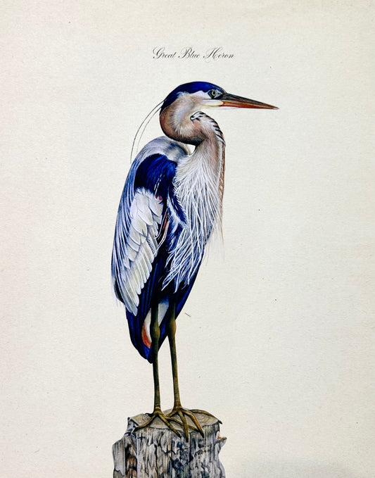 Great Blue Heron Print
