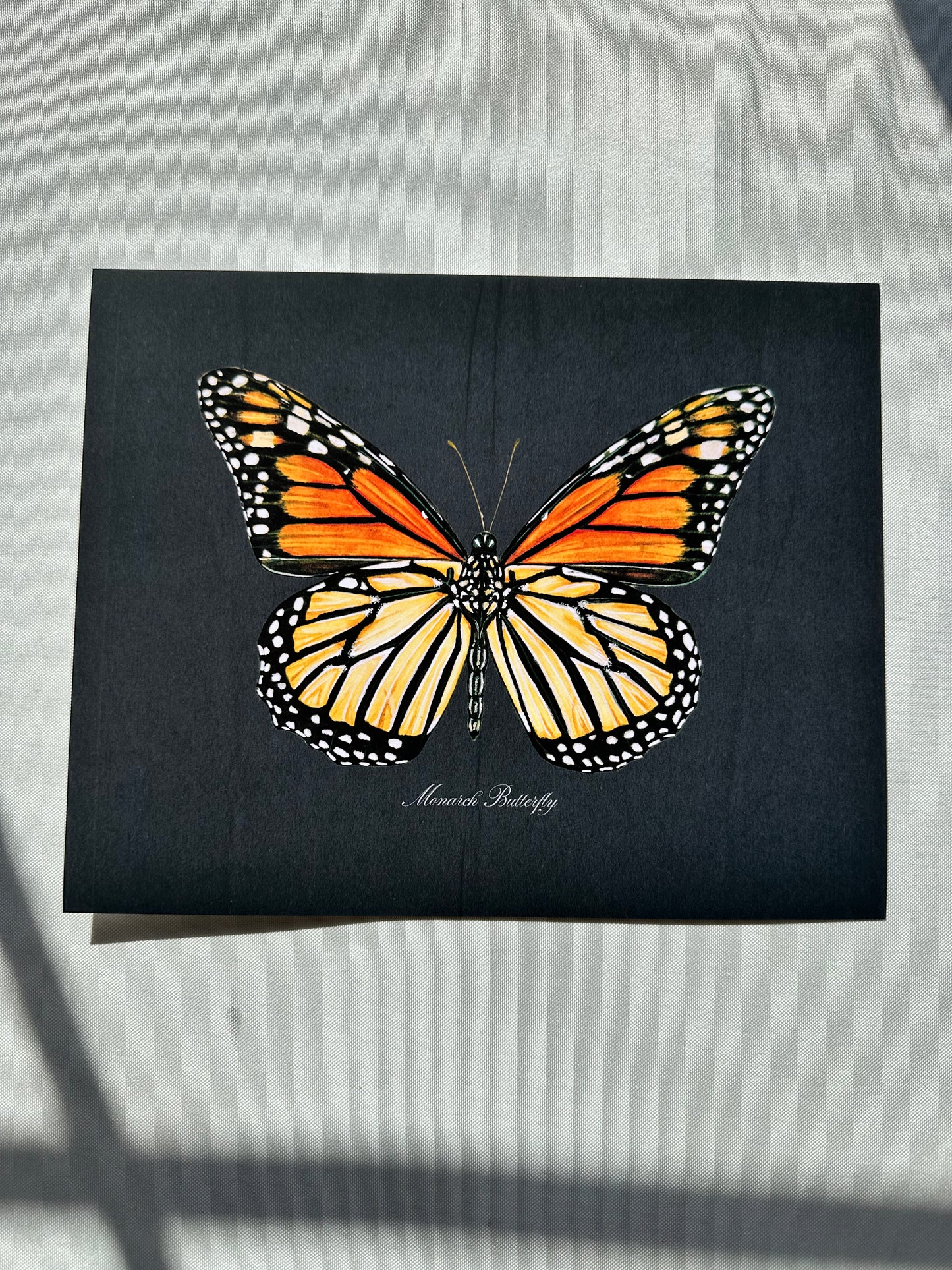 Monarch Butterfly Midnight Print