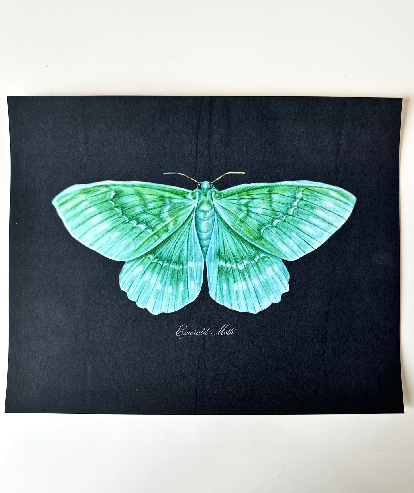Emerald Moth Midnight Print