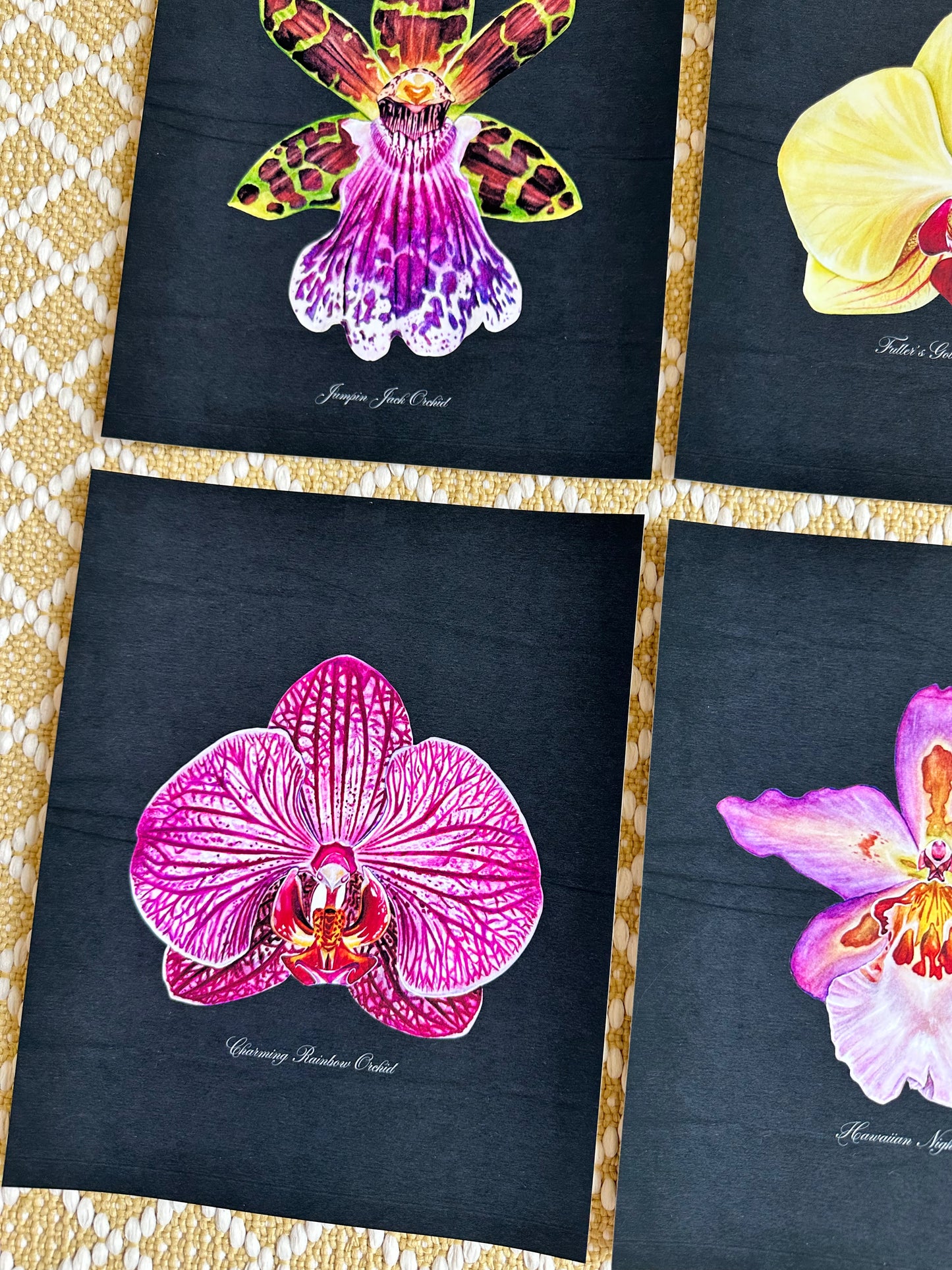 Charming Rainbow Orchid Midnight Print