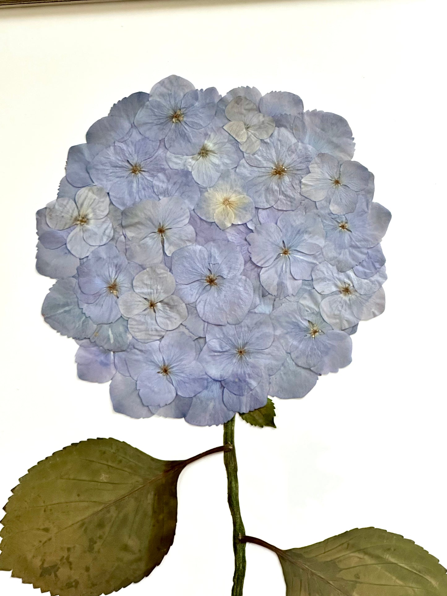 Pressed Blue Hydrangea Framed