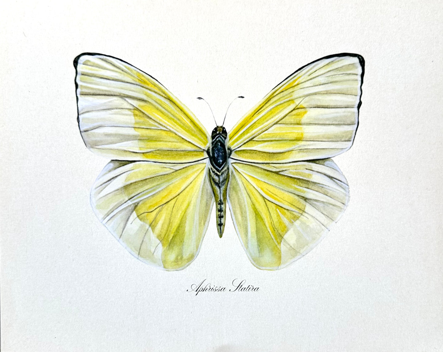 Yellow Butterfly Print
