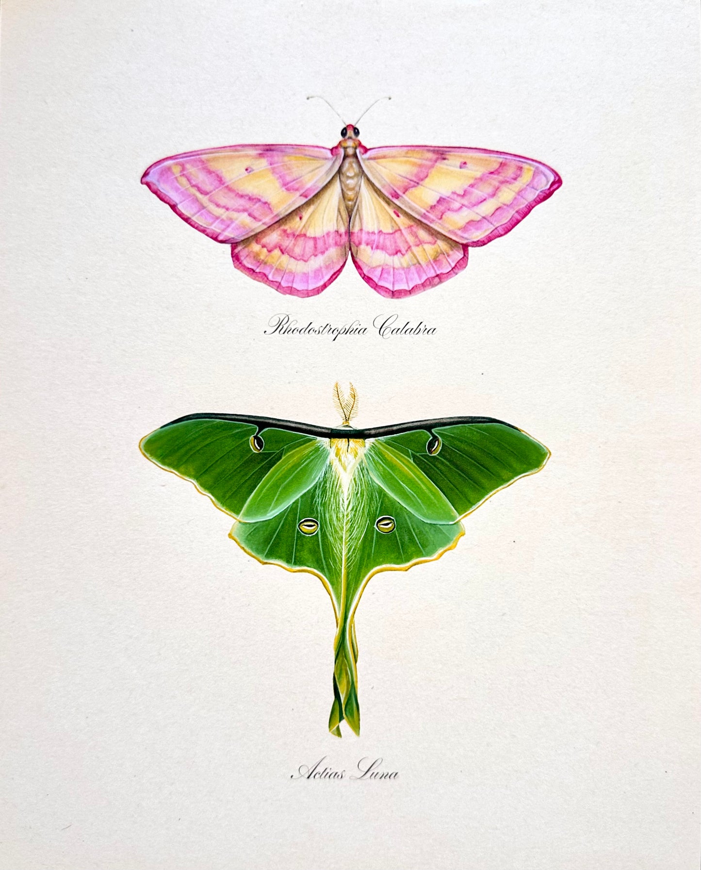 Pink + Luna Moths Print