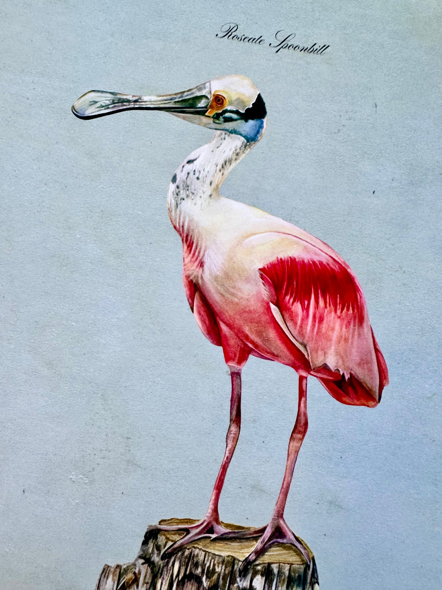 Roseate Spoonbill on Blue
