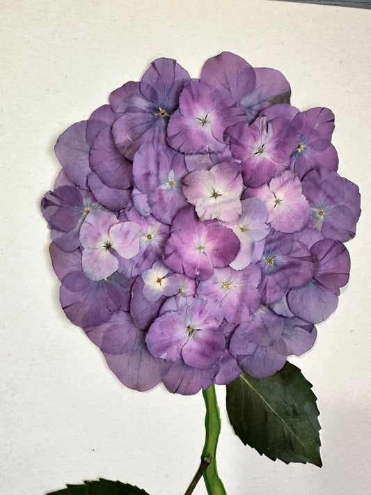 Original Pressed Hydrangea VII/VII