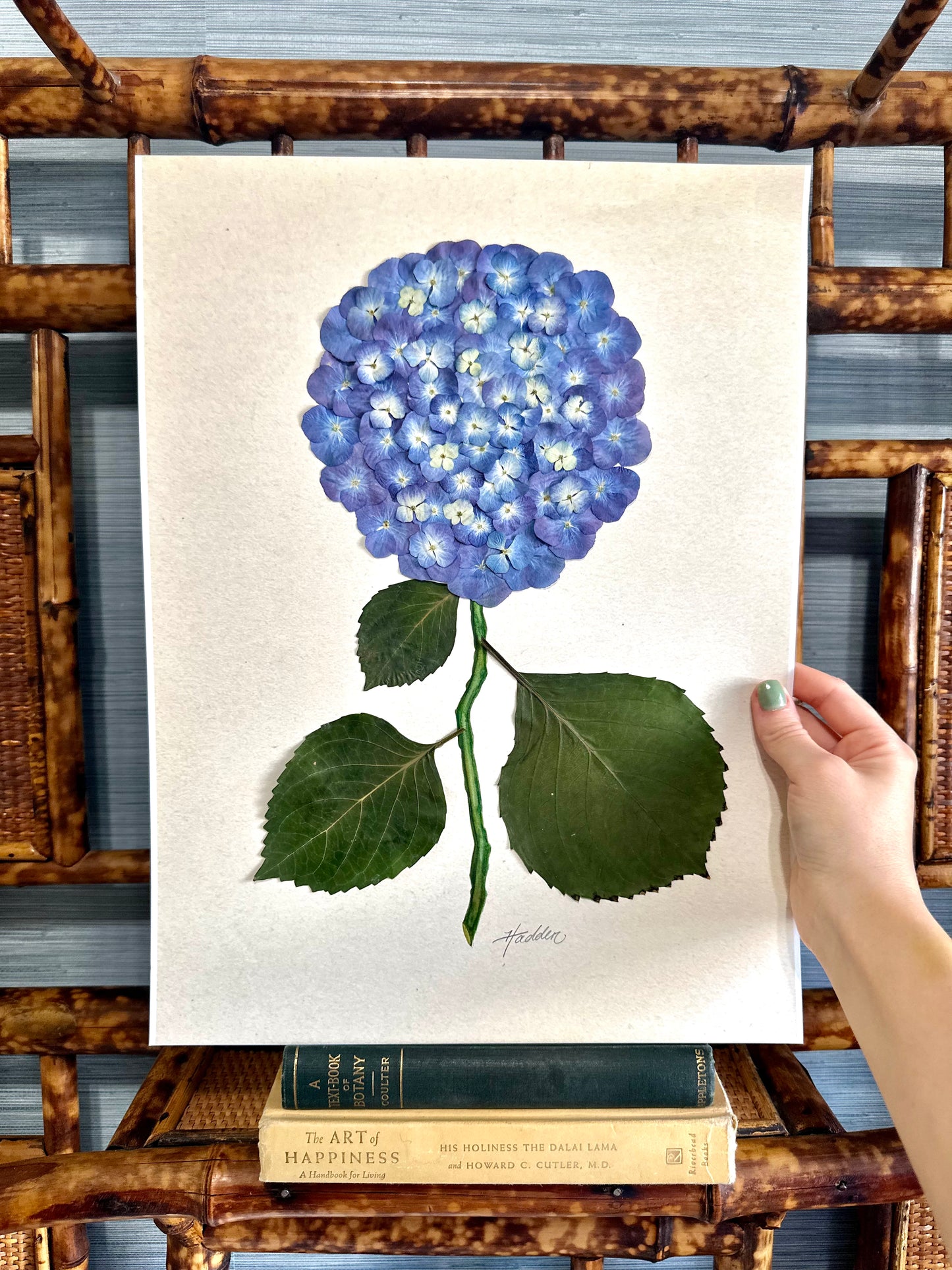 Original Pressed Hydrangea III/VII