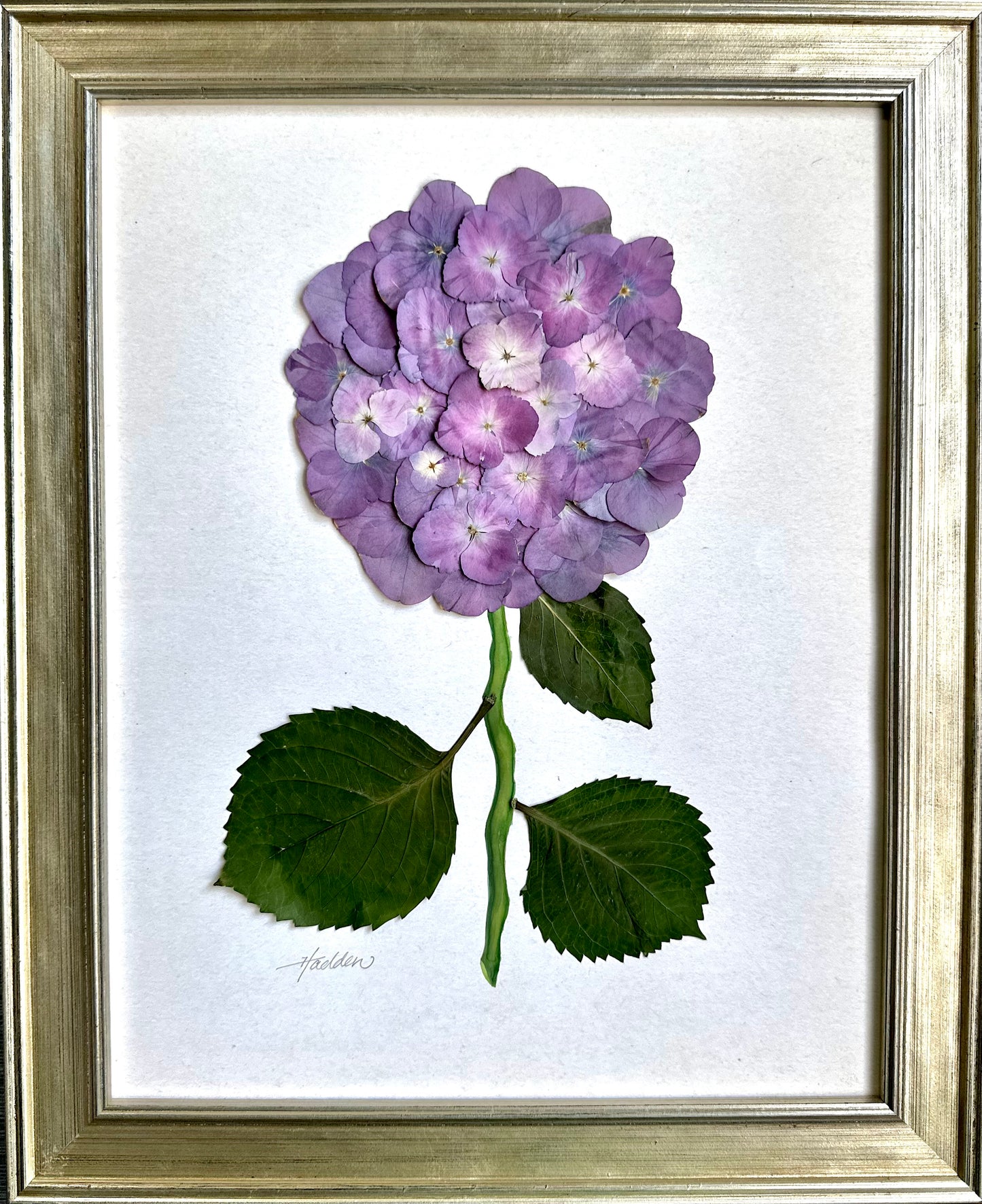 Original Pressed Hydrangea VII/VII