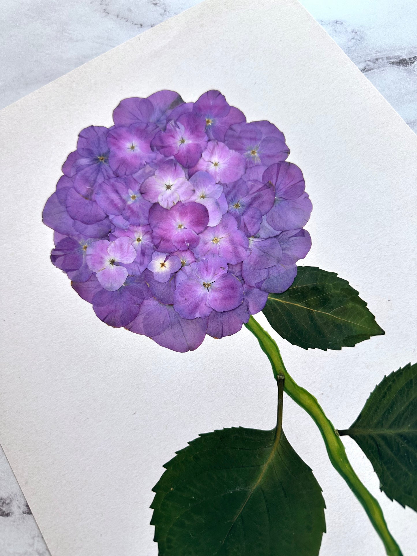 Purple Pressed Hydrangea Giclée Print on Cream