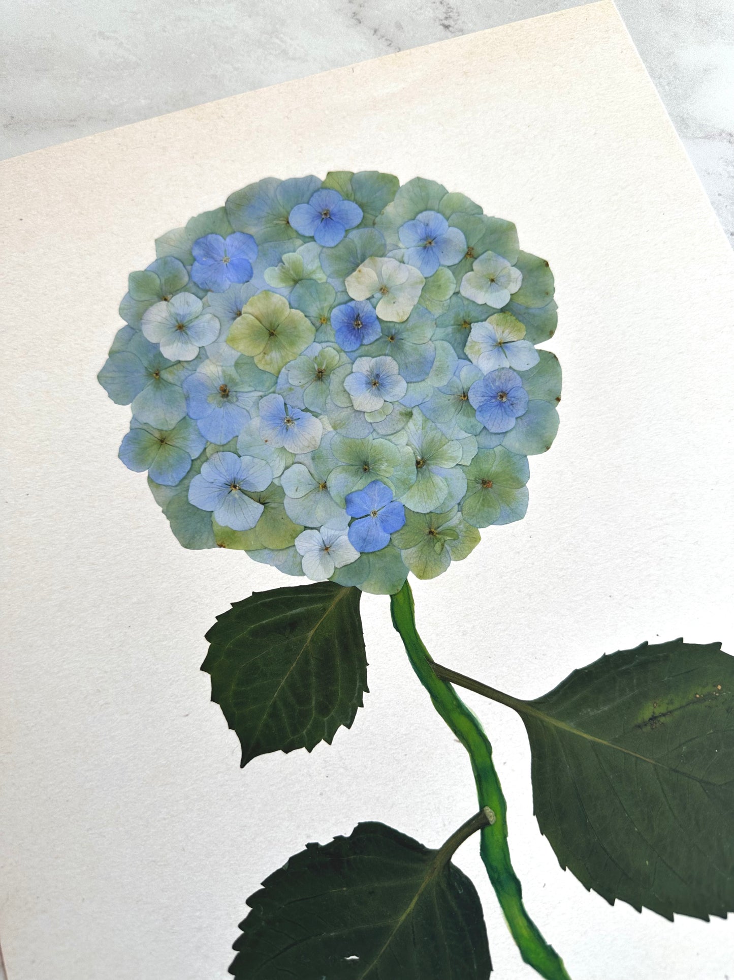 Green Pressed Hydrangea Giclée Print on Cream