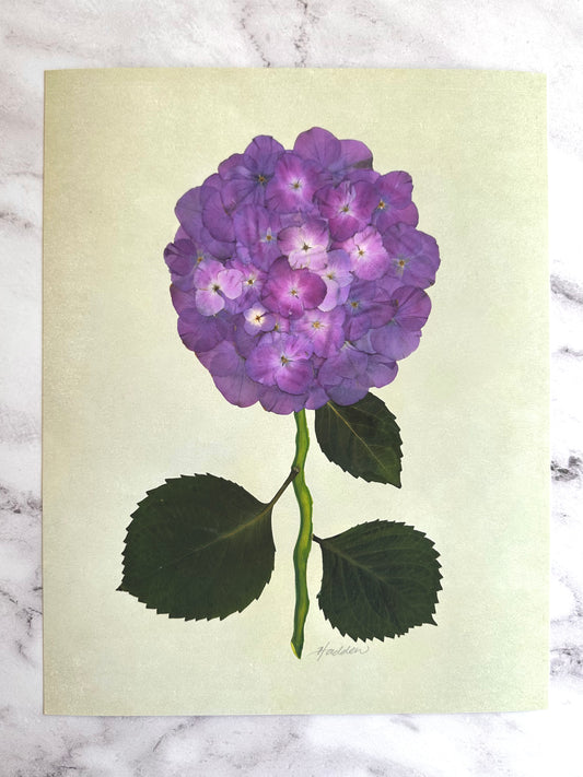 Purple Pressed Hydrangea Giclée Print on Green