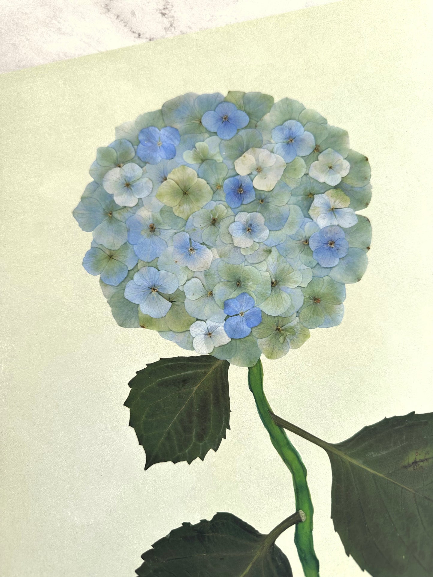 Green Pressed Hydrangea Giclée Print on Green