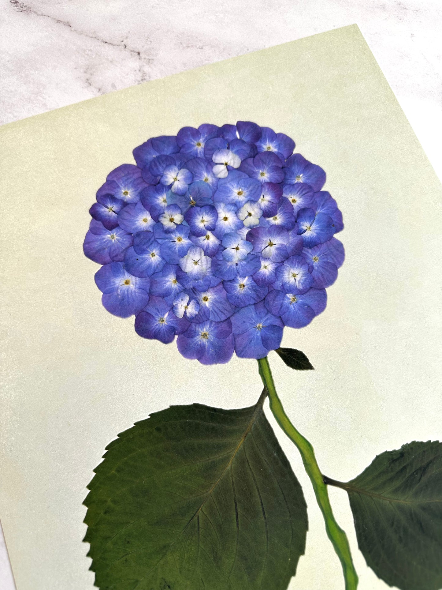 Indigo Pressed Hydrangea Giclée Print on Green