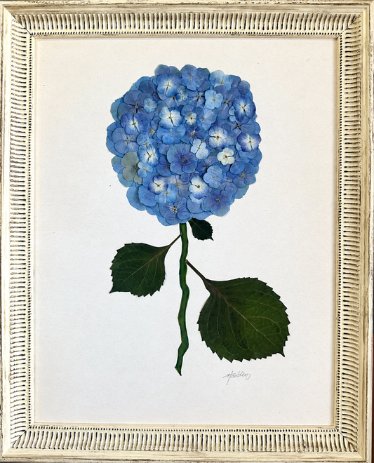 Original Pressed Hydrangea I/VII