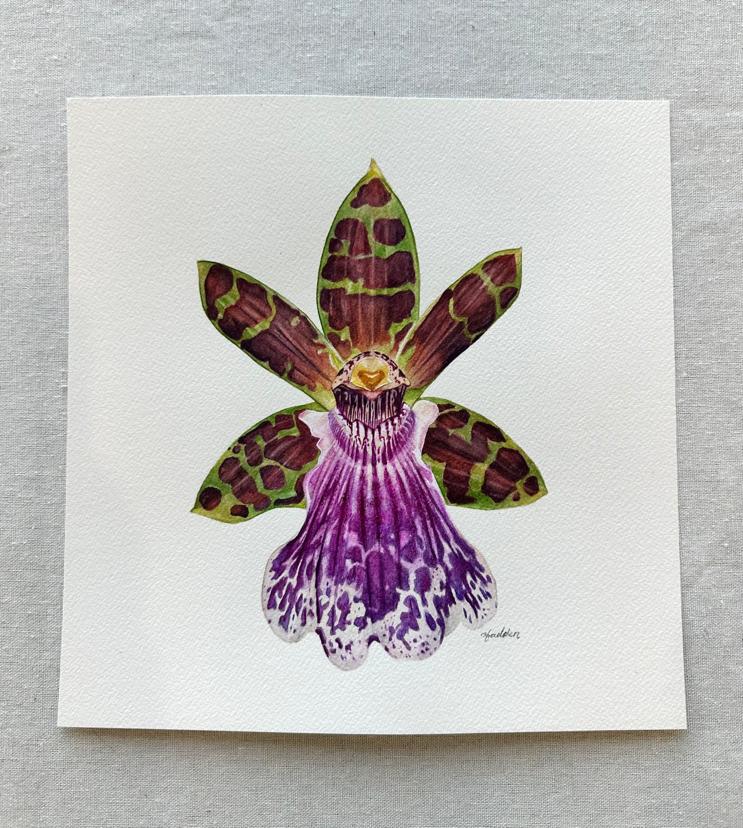 Original Jumpin Jack Orchid