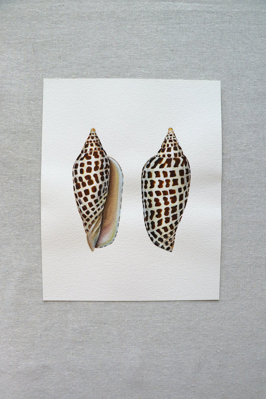 Junonia | Original Painting